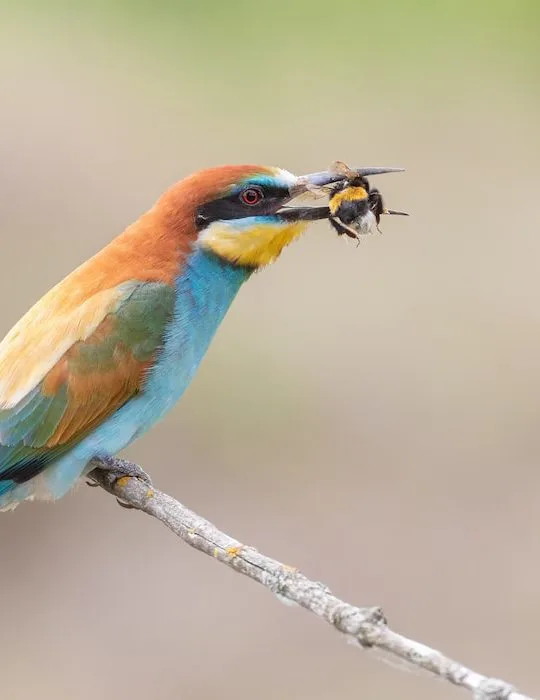 European bee-eater catches a bumblebee