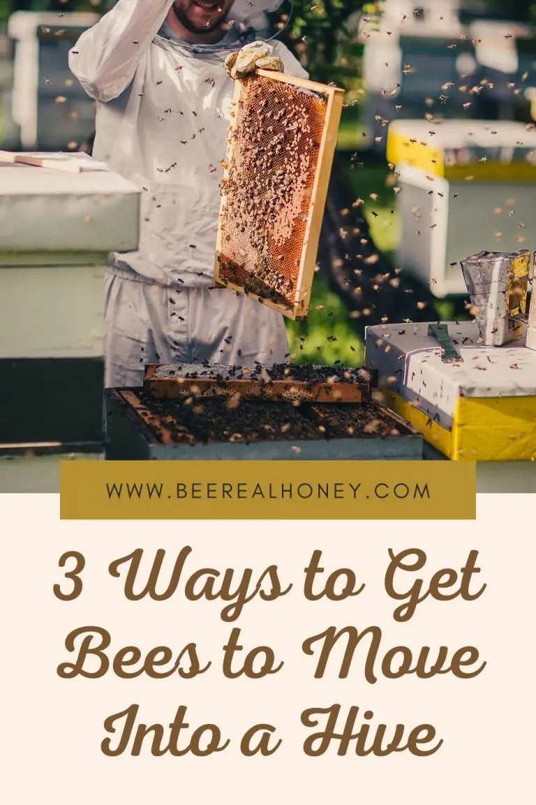 3 Ways to Get Bees to Move Into a Hive Bee Real Honey