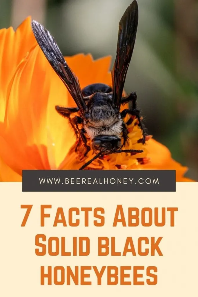 7 Facts About Solid Black Honeybees - Bee Real Honey