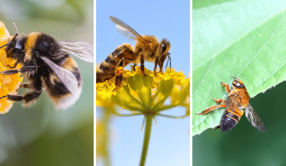 Do Bees Like Roses? 7 Things You Should Know Bee Real Honey