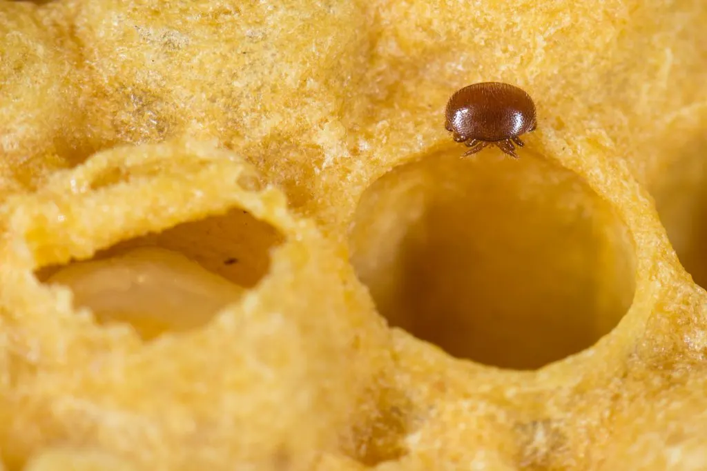 varroa mite on a honeycomb
