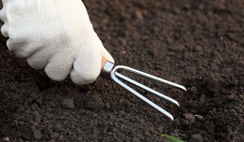 gardener hands weeding onion in garden 