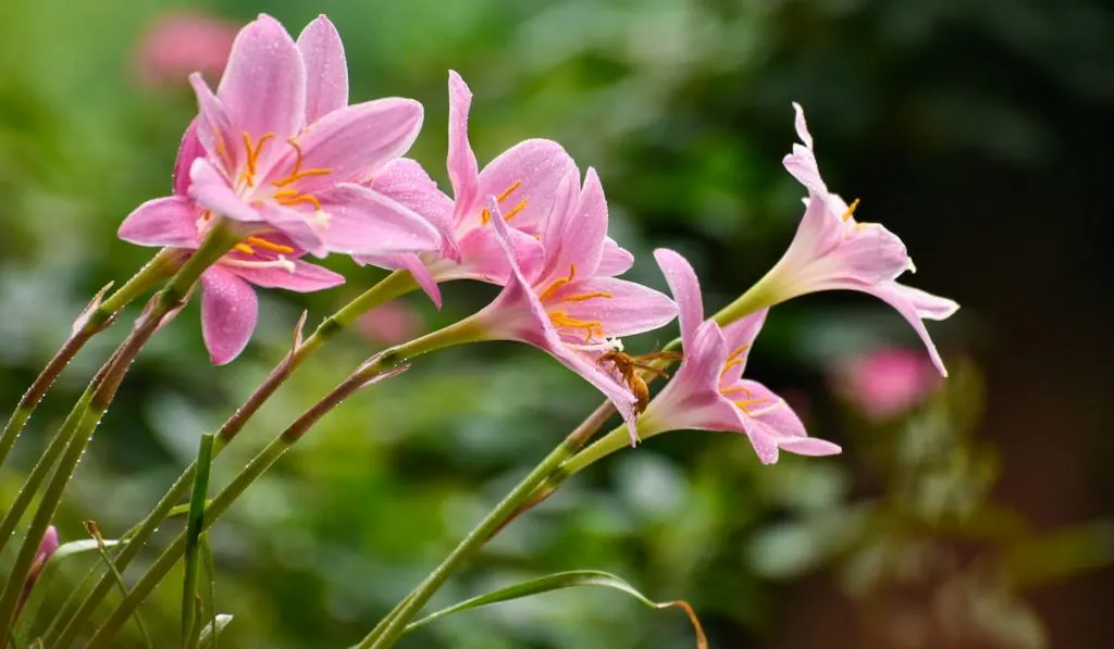Beautiful pink lilies with bee in a garden