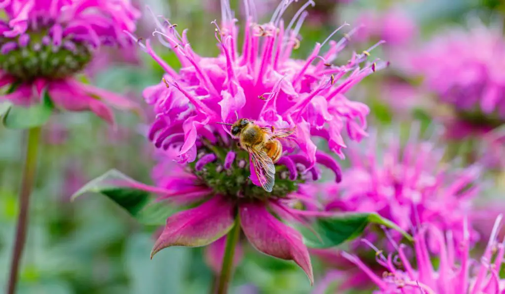 Bee and Monarda fistulosa pink flower