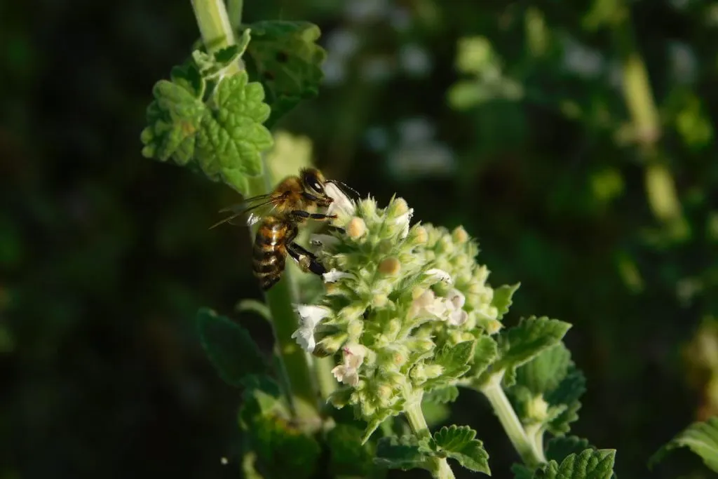 Bee on mint flowers 