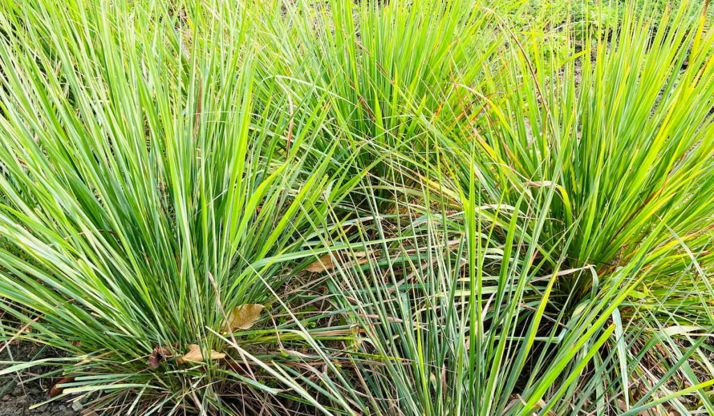 Fresh organic lemongrass are growing up 