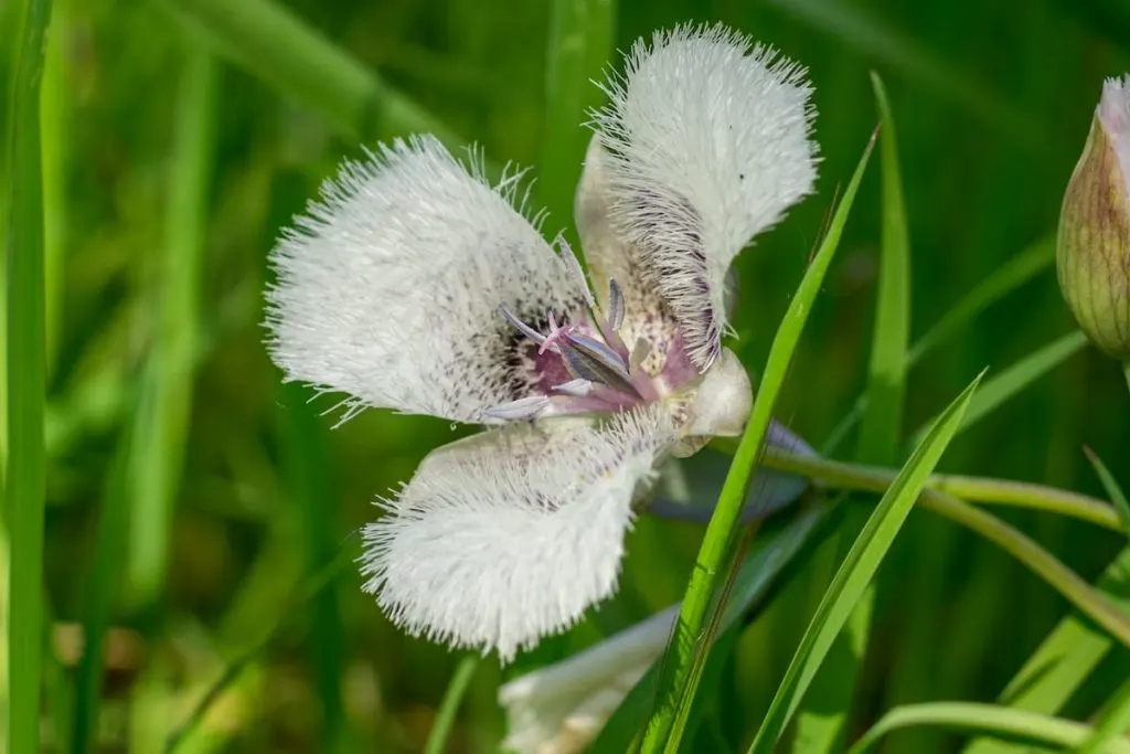 Mariposa Lily Cat's Ear Blossom