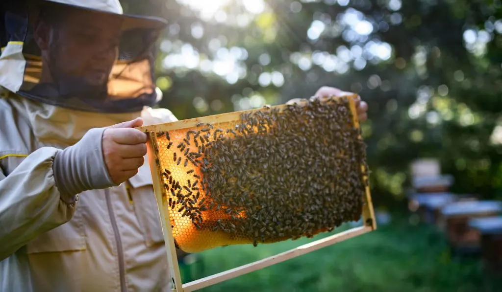 a man beekeeper holding honeycomb frame 
