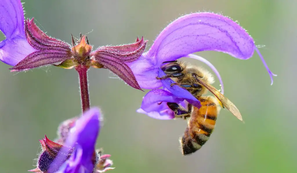 bee on a flower sage pratensis 