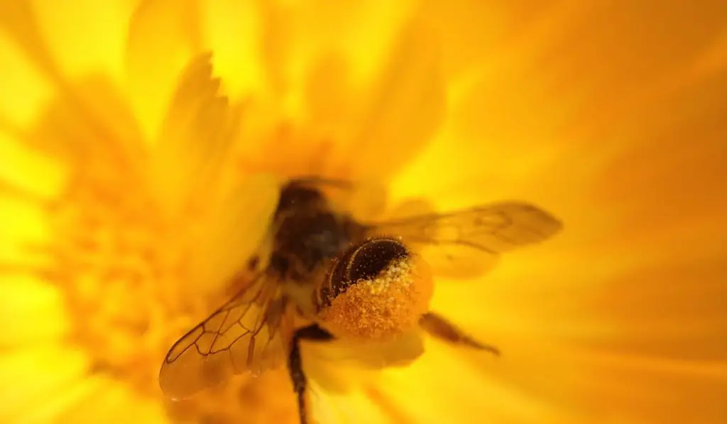 bee pollinating a marigold flower 