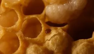 bee-varroa