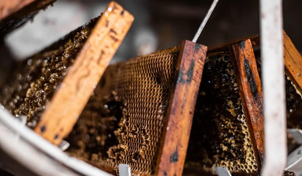 beekeeper is filling up a honey extractor 