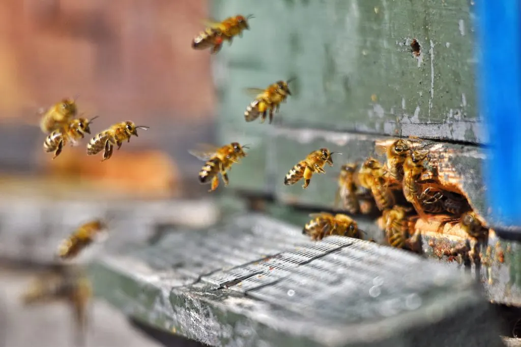 bees honey beehives