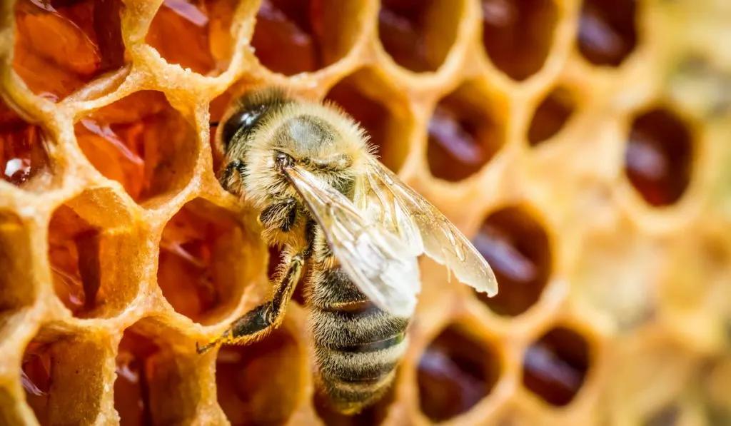 bees in a beehive on honeycomb 
