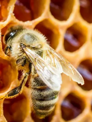 Varroa Mites on Bees