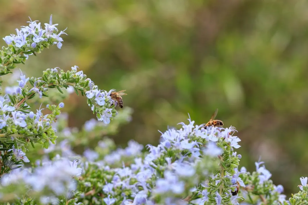 bees pollination on rosemary flowers