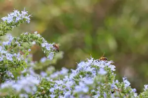 bees pollinating on rosemary flower