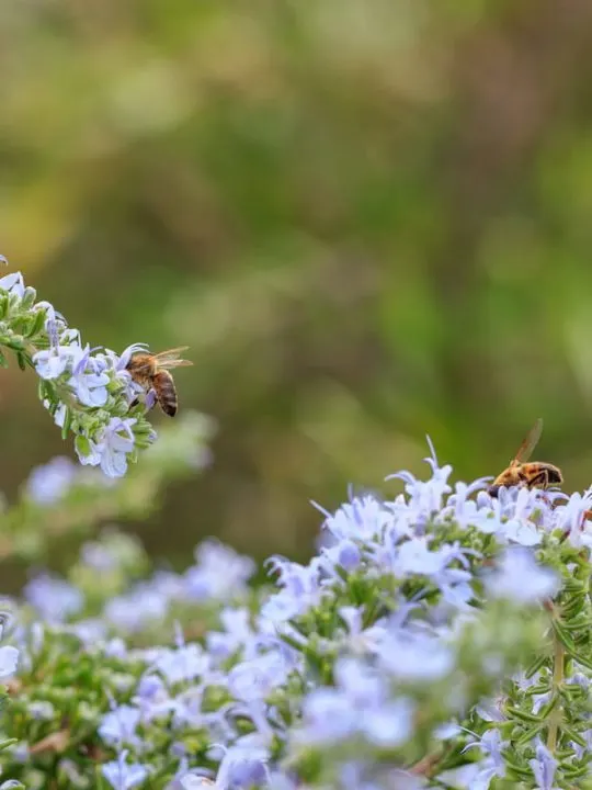 bees pollinating on rosemary flower