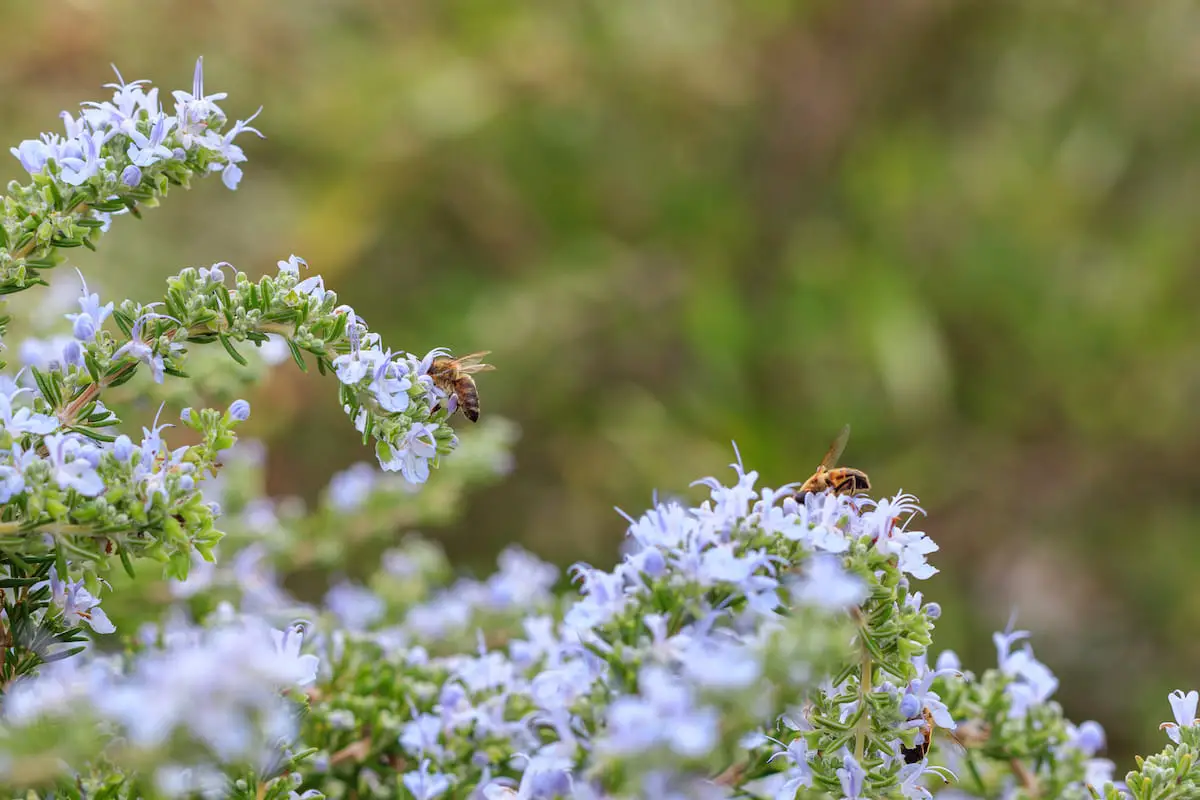 Do Bees Like Rosemary? Bee Real Honey