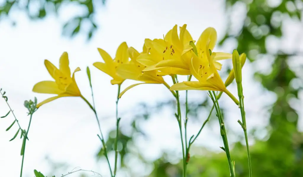 blooming yellow daylily 