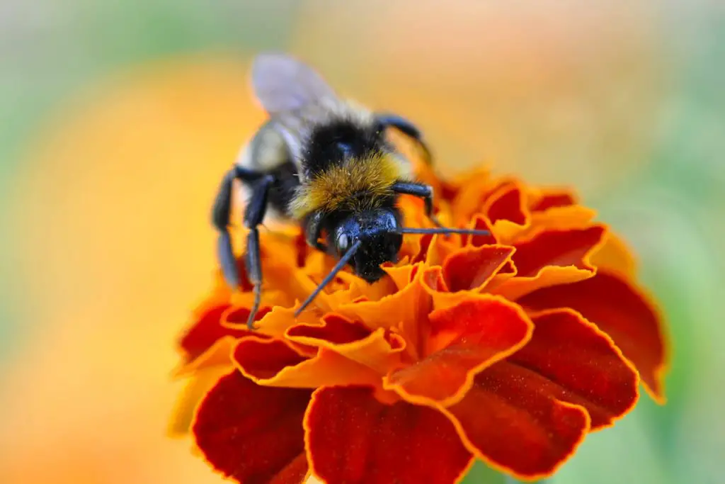 bumble bee bombus terrestris collecting nectar 