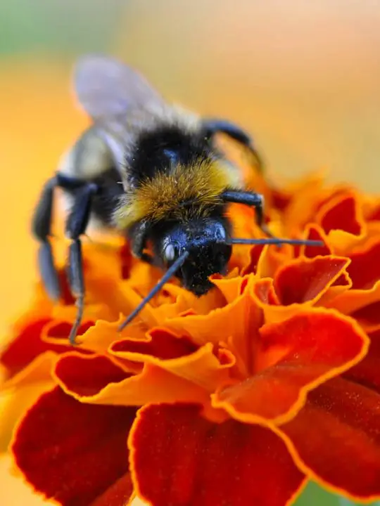 Do Bees Like Marigolds?