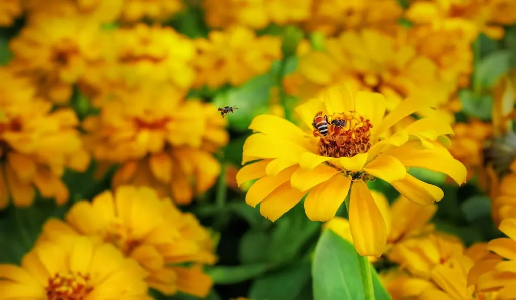 close up bees on marigold flower