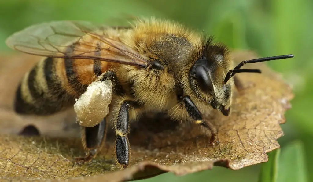 european honey bee apis mellifera 