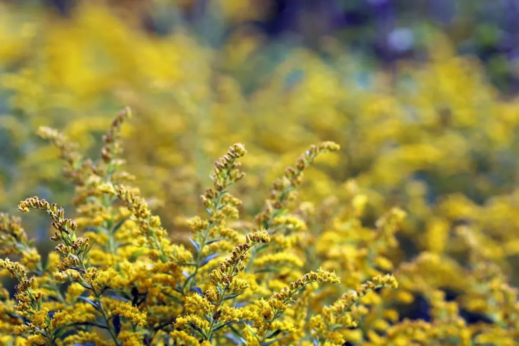 Goldenrod field