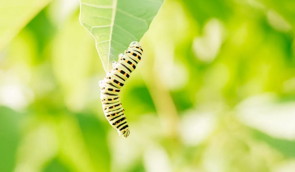 green caterpillar with orange spots climb in the green leaf 