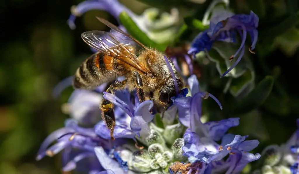 honey bee on rosemary flower collect nectar 