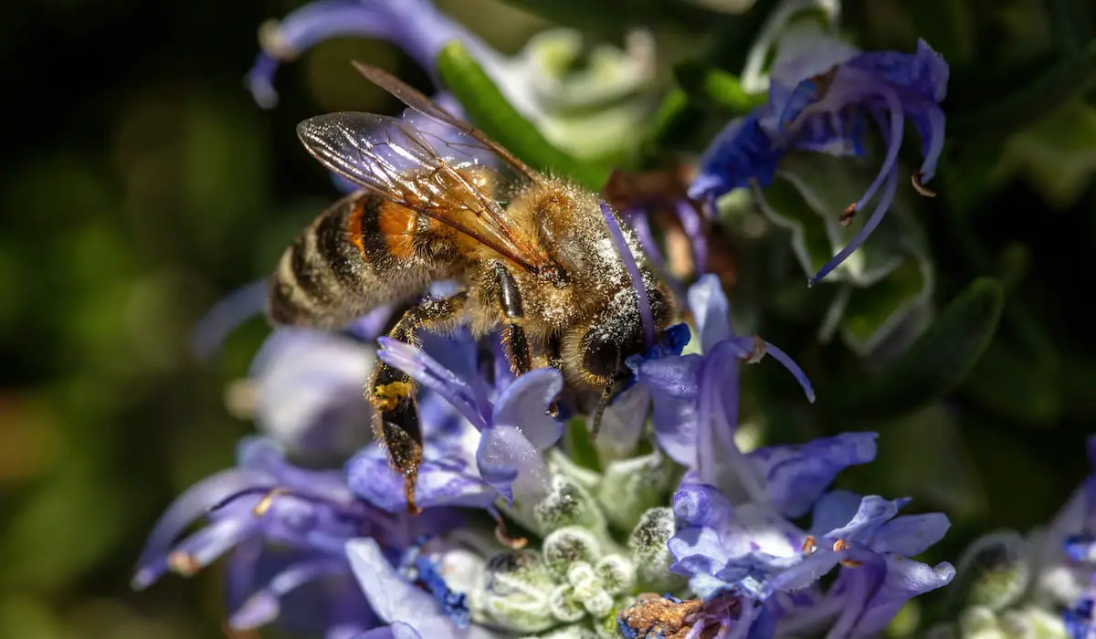 Do Bees Like Rosemary? Bee Real Honey