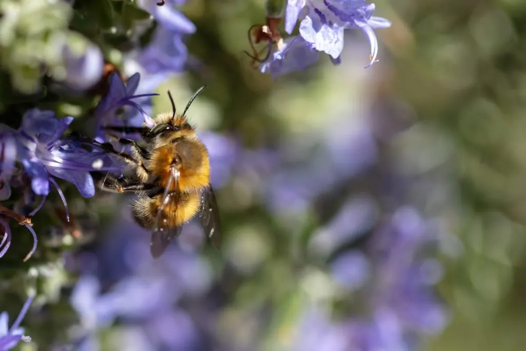 honey bee on rosemary flower 
