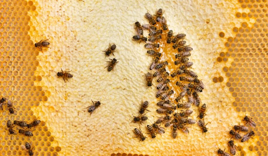 honey bees on honeycomb at work in hive 