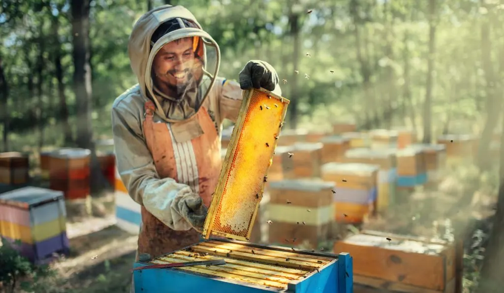 joyful beekeeper holding a frame with honeycombs