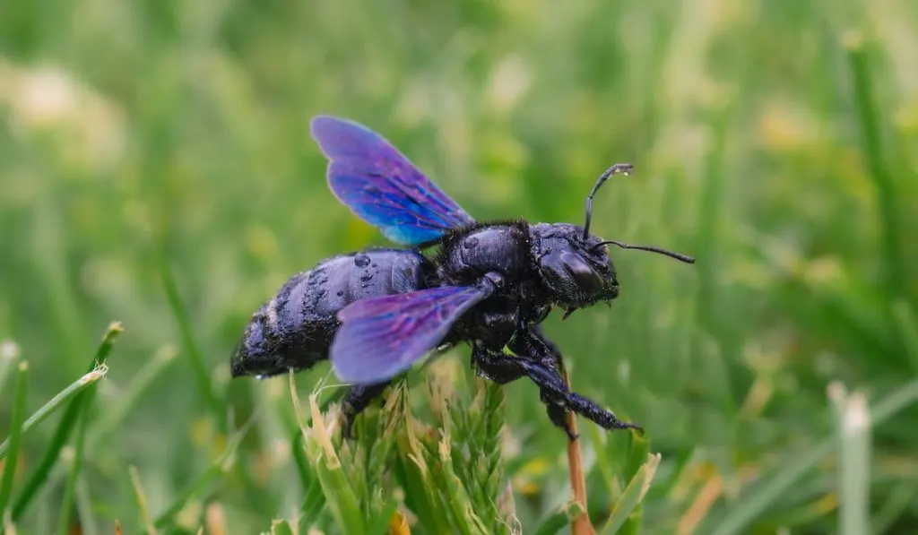 macro shot of a black carpenter bee on the grass 