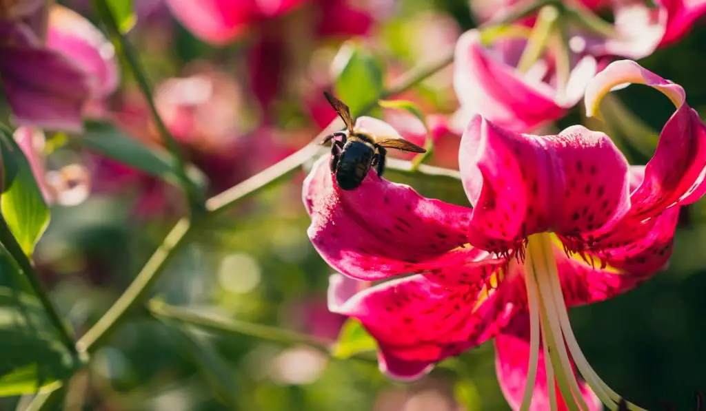magenta pink lily flower and a bumble bee