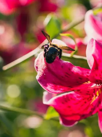 Do Bees Like Lilies?