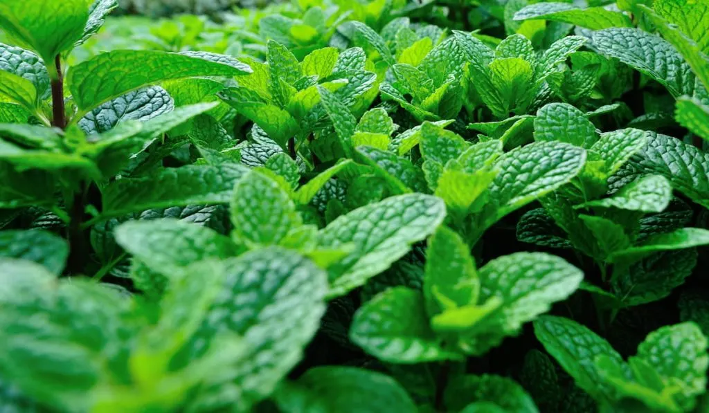 Mint leaves 