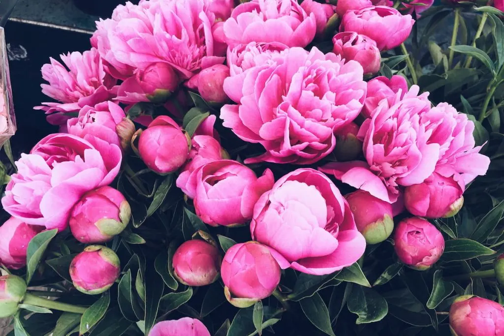 peonies 