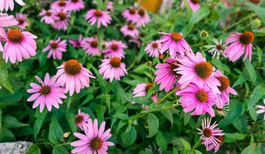 16 Best Plants for Bees and Butterflies Bee Real Honey
