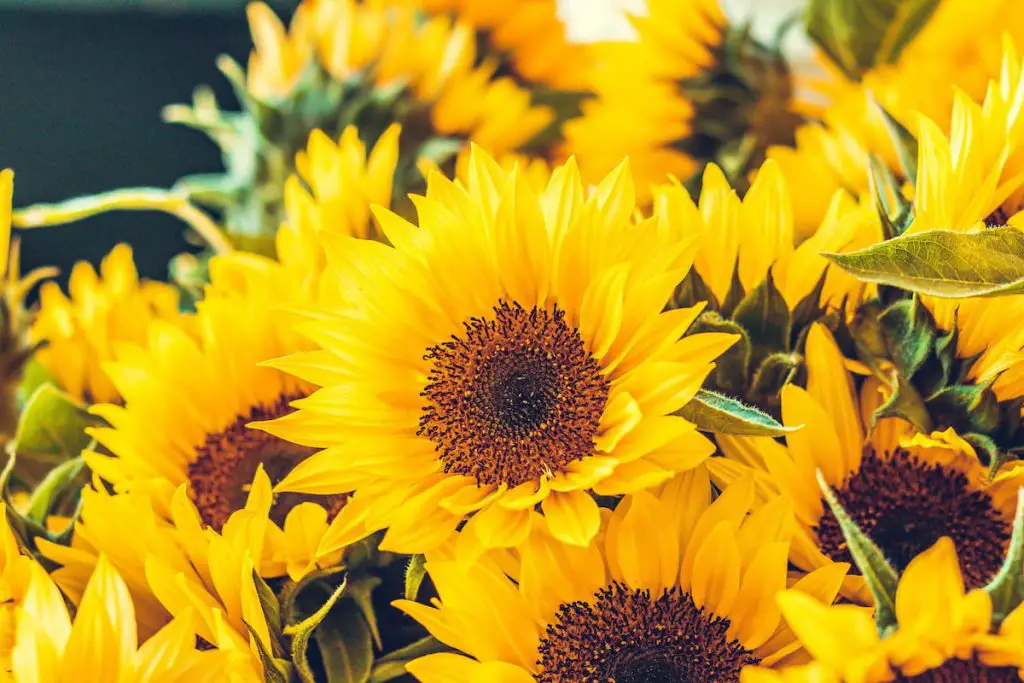 sunflowers in bloom 