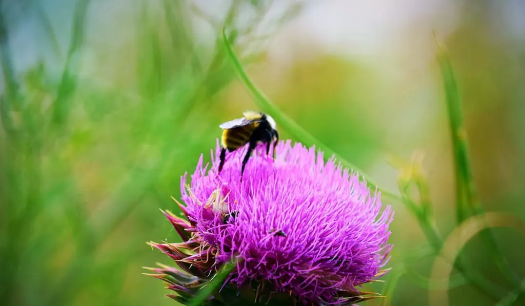 thistle with bumblebee