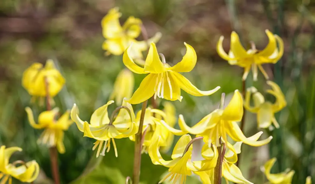 yellow erythronium blooming in the spring 