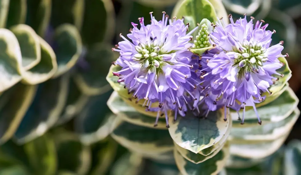 A Hebe plant