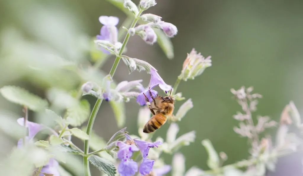 A bee at work
