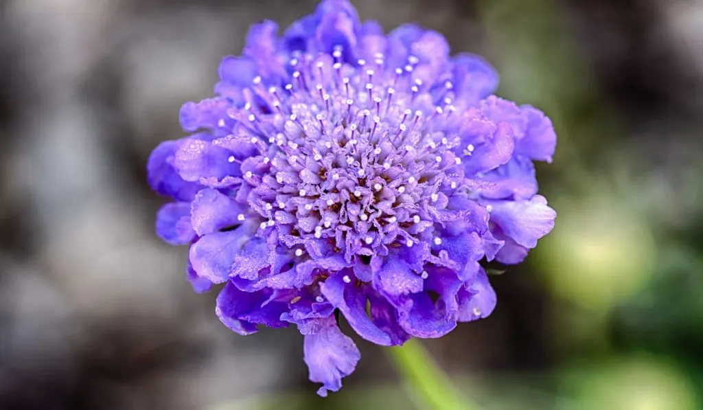 A detail shot of a Scabiosa or pincushion flower.
