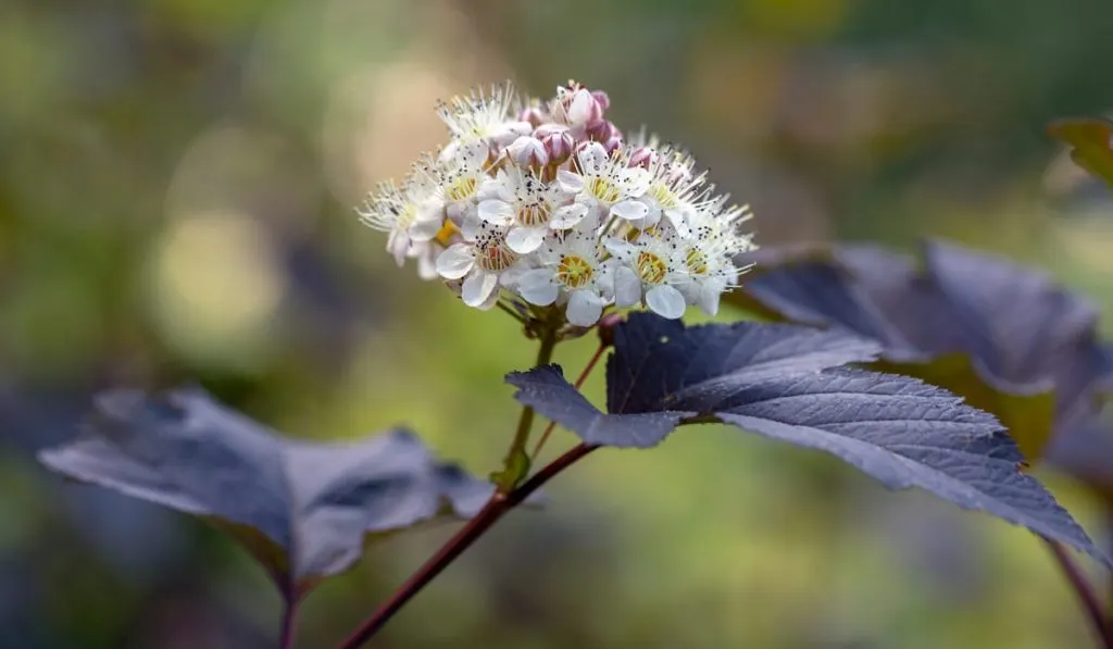 A flowering bush of ninebark