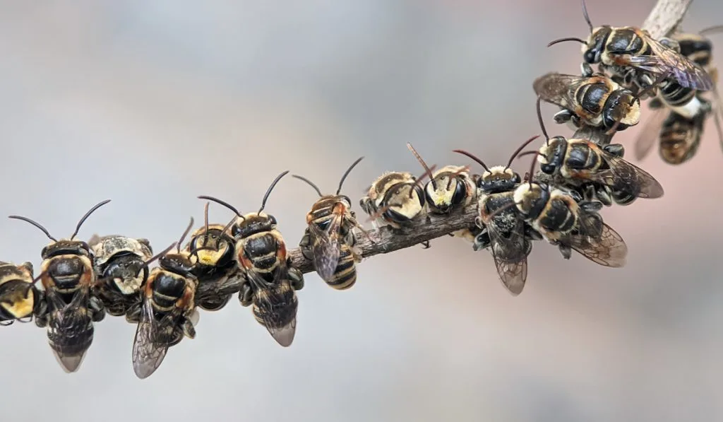 A group of stingless bees resting on a tree branch.
