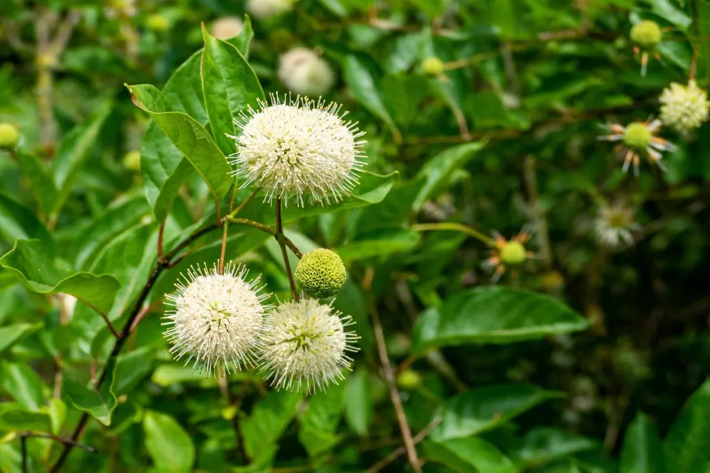 A selective focus shot of common buttonbushes growing in a garden